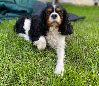 Pes Kavalír King Charles Spaniela na krytí - 2