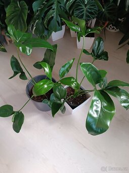 Philodendron Fun bun - 2