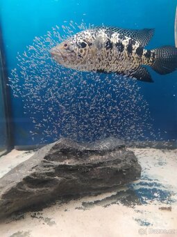 Parachromis managuensis - 2