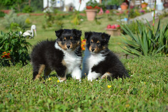 Shetlandský ovčák, pes Sheltie - 2