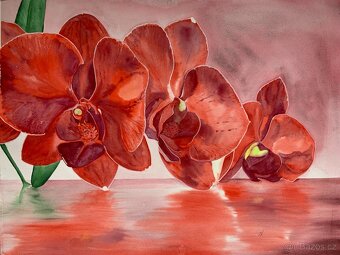 Obraz Červené orchideje, akvarel - 2