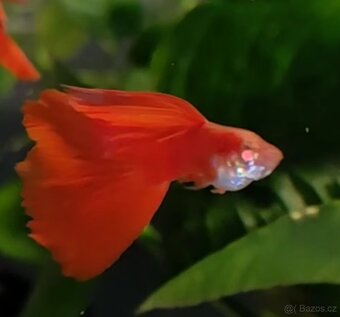 Paví očka Albino full red - 2