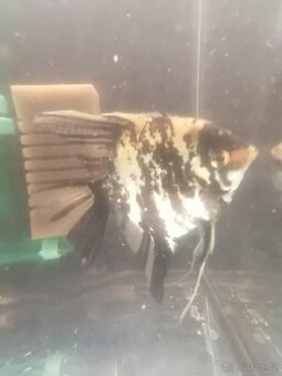 Skalára Amazonská - 2