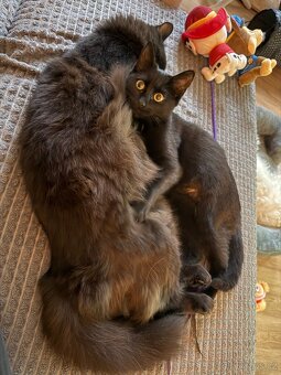 Kočička Luna - 5-6 měsíců - 2