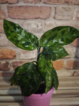Aglaonema "tricolor" - 2