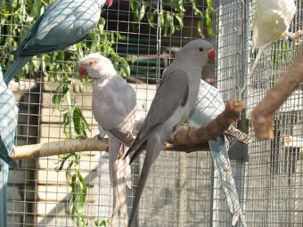 Prodám Alexandry malé 2025 - 2