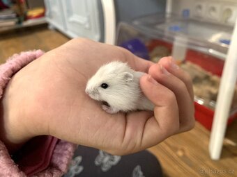 Křeček džungarský - 2