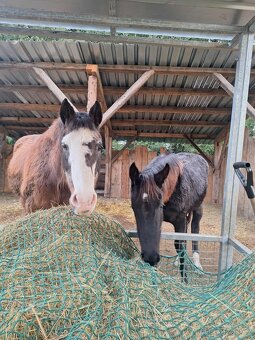 Pastevní ustájení - 2