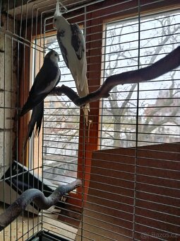 Korela - nepříbuzný pár - 2