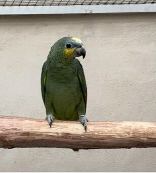 Amazoňan Oranžovokřídly - 2