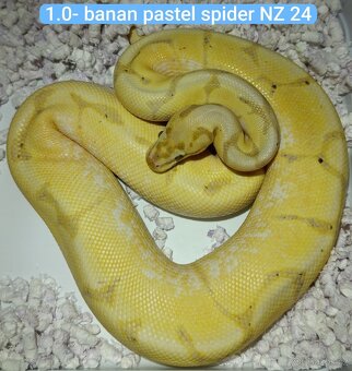 Krajta královská / Python regius - 2