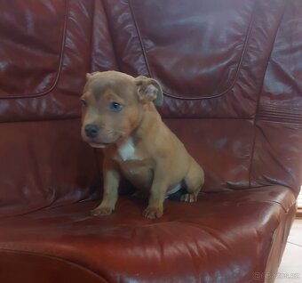 Stafordšírsky bulteriér - 2