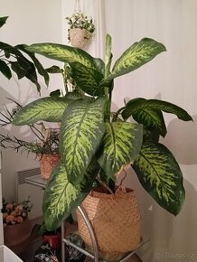 Dieffenbachia / Difenbachie 110 - 2