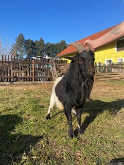 Zakrslý holandský kozel - 2