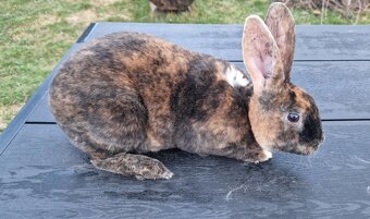 REX DS ČŽ samci kominíci s PP - 2