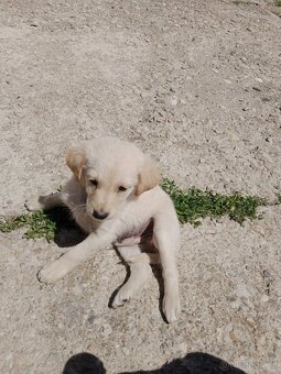 Labradorský retrívr/retriever  X - 2