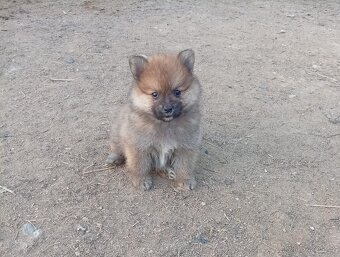 Německý špic/Pomeranian - 2