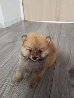 Pomeranian - 2