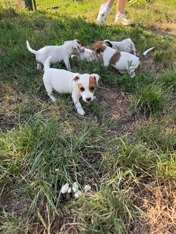 Jack Russell - 2