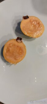 PSIDIUM CATTLEIANUM (+var. LUCIDUM - 2