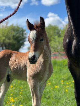 Welsh cob - hřebeček - 2