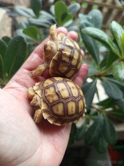 Geochelone Sulcata, želva ostruhatá 🐢 - 2