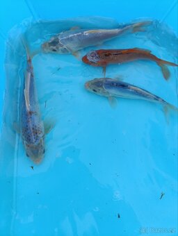 Koi kapr 15-20 cm - 2
