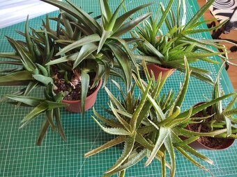 aloe vera - 2