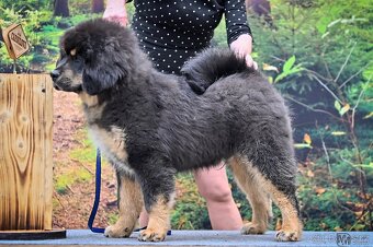 tibetská doga - 2