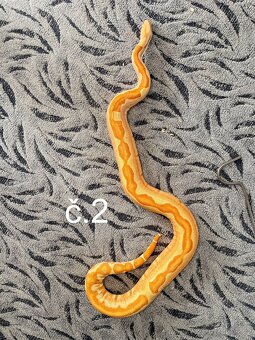 Boa constrictor - Hroznýš královský - 2