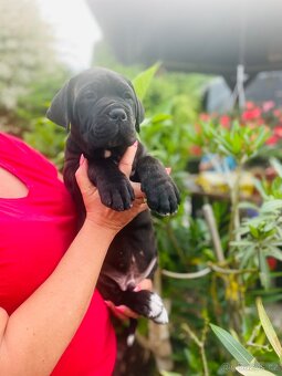 Cane Corso - 2