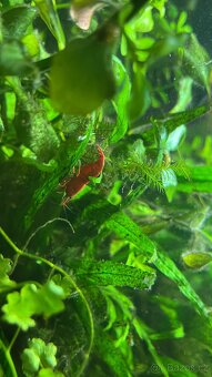 Krevetky Neocaridina davidi var. Sakura red a Blue dream - 2