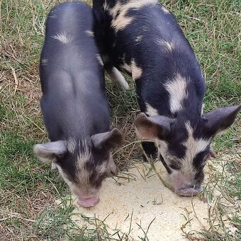 Kune selátka - 2