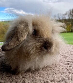 Zakrslý chlupatý beránek - 2