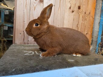 NOVOZELANDSKÝ ČERVENÝ - 2