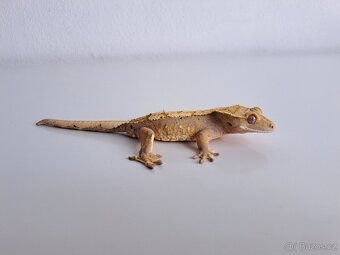 pagekon řasnatý samec... - 2