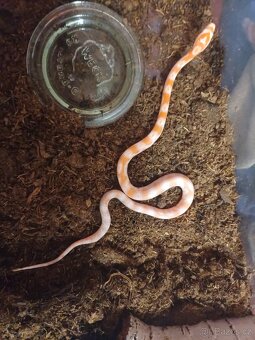 Užovka červená - 2