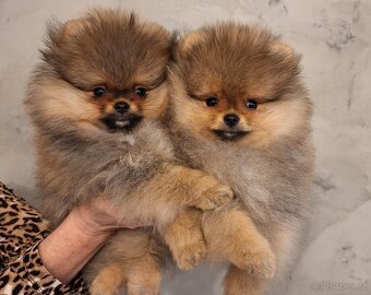 Pomeranian s PP - 2