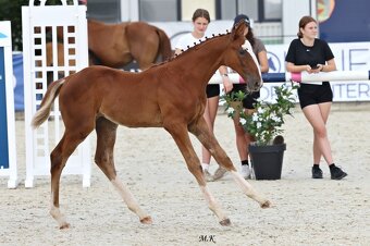 Český teplokrevník - 2