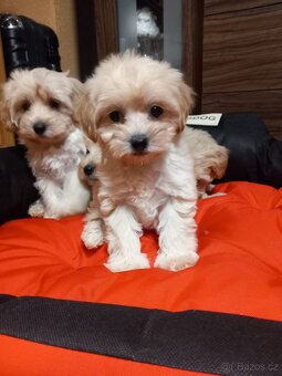 Maltipoo šteniatka. - 2