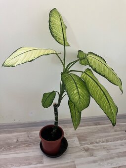 Pokojová rostlina - Difenbachie 2 - 2