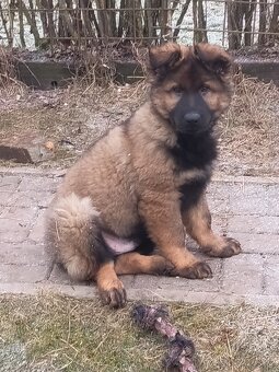 Německý ovčák s PP - 2