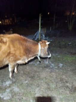 Březí jalovice Yersey - 2