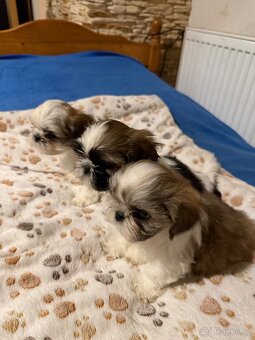 Shih-tzu - 2