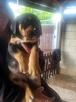 Labrador a Staford - 2