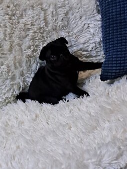Mops - 2