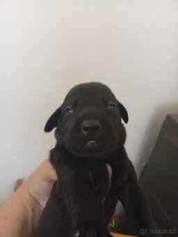 Štěňata labradora - 2