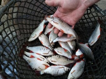 Prodám nástražní rybičky - plotice, perlíny, karase - 2