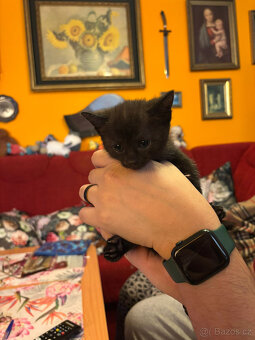 Koťátka do dobrých rukou - 2