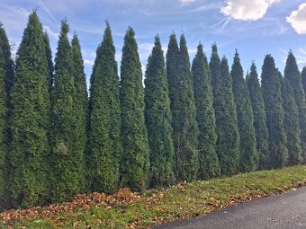 Vzrostlé Thuje - 2